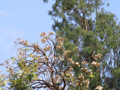 Radermachera xylocarpa