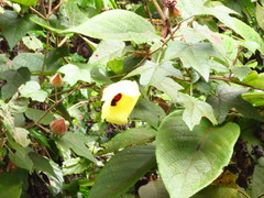Azanza lampas