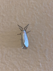 Pygarctia