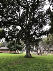 Quercus agrifolia