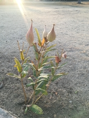 Asclepias glaucescens