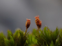 Racomitrium varium