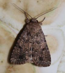 Spodoptera cilium
