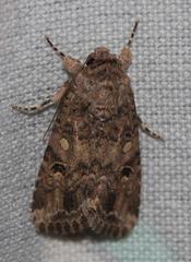 Spodoptera cilium