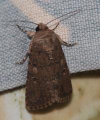 Spodoptera cilium