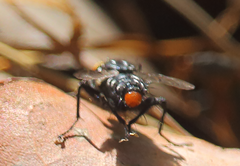 Microcerella chilensis