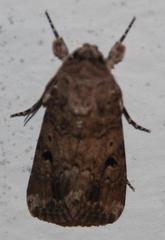 Spodoptera cilium