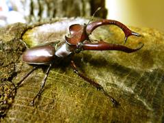 Lucanus elaphus