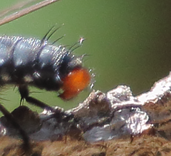 Microcerella chilensis