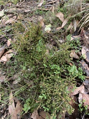Pultenaea gunnii