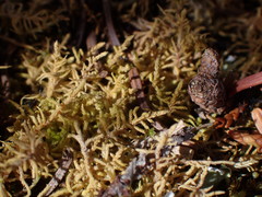 Claopodium bolanderi