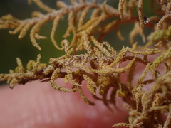 Claopodium bolanderi