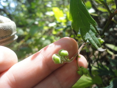 Aconitum stoloniferum