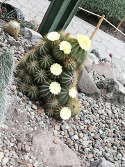 Parodia magnifica