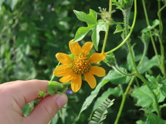 Tithonia thurberi