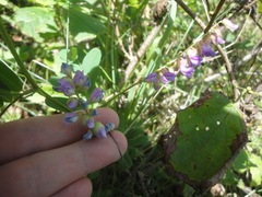 Vicia amurensis