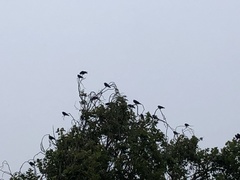 Corvus