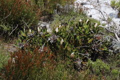 Protea speciosa