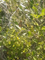 Hemileuca eglanterina