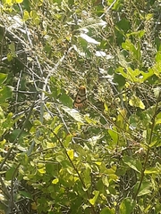 Hemileuca eglanterina