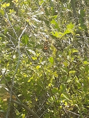 Hemileuca eglanterina