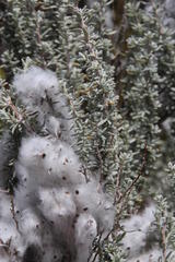 Eriocephalus racemosus racemosus