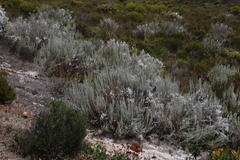 Eriocephalus racemosus racemosus