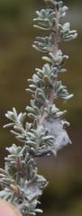 Eriocephalus racemosus racemosus