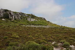 Eriocephalus racemosus racemosus