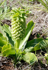 Eucomis autumnalis clavata