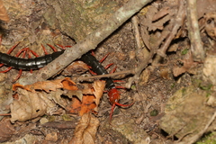 Scolopendra mutilans