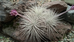 Tillandsia tectorum