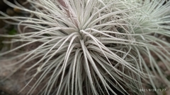 Tillandsia tectorum