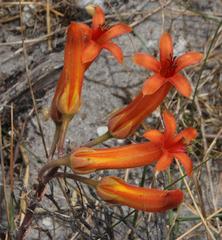 Tylecodon grandiflorus
