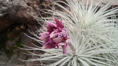 Tillandsia tectorum