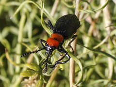 Lytta vulnerata
