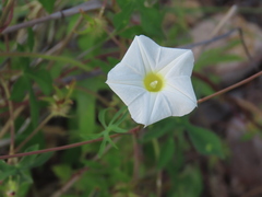 Ipomoea barbatisepala