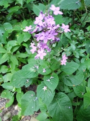 Pseuderanthemum alatum
