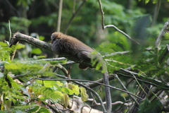 Plecturocebus ornatus