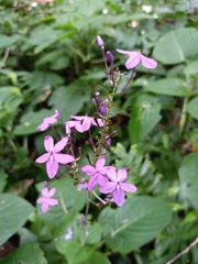 Pseuderanthemum alatum