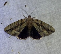 Catocala flebilis