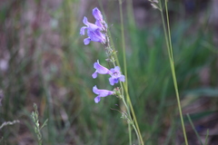 Penstemon leiophyllus