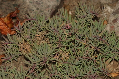 Suaeda glauca