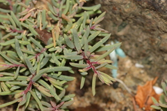Suaeda glauca