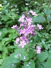 Pseuderanthemum alatum
