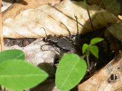 Apterodela unipunctata