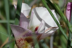 Calochortus venustus