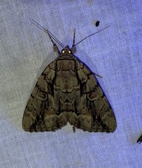 Catocala flebilis