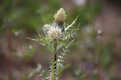 Cirsium clavatum