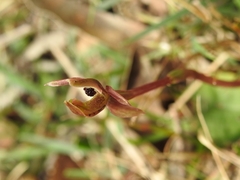 Diurideae